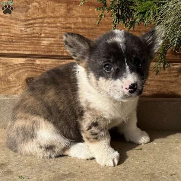 Dan, Pembroke Welsh Corgi Puppy